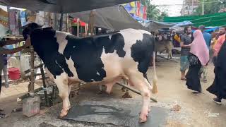 লম্বায় লিমোজিন, ওজনে ট্রাক – এই গরু হাটে না, যেন শো রুমে জিঞ্জিরা বাজার গরুর হাট || সিজন ২০২৫