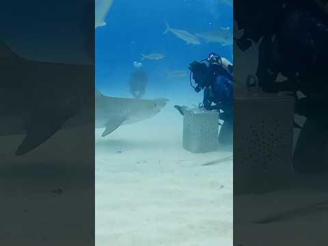 The fun of the ocean#foryou #fyp #tiktok #funny #Ocean