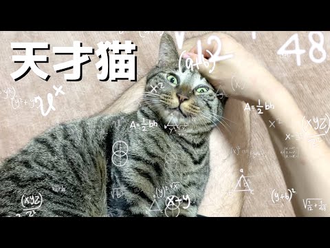 飼い主の金玉を的確に破壊する狂暴猫...