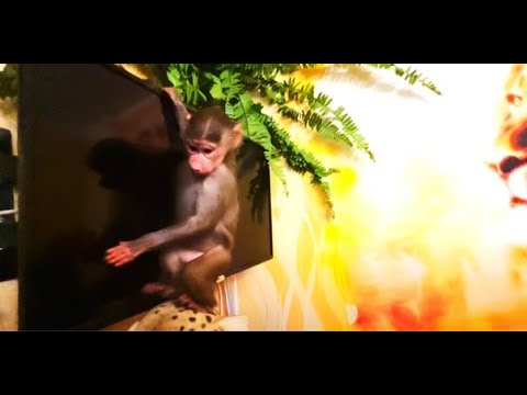 ДОМ в РАЗНОС! Люся, оставь телевизор, он нам нужен