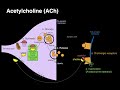 Acetylcholine Functions and Mechanisms