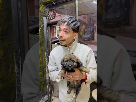 حلاق للكلاب فقط !!!😂😂( نزار الحموي #shorts