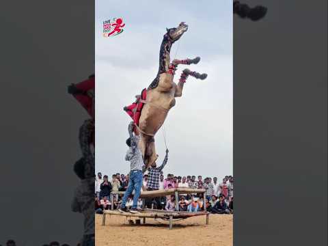 Camel Dance on Chunni Mein Chinni Mein Perfume | Viral DJ Camel Show