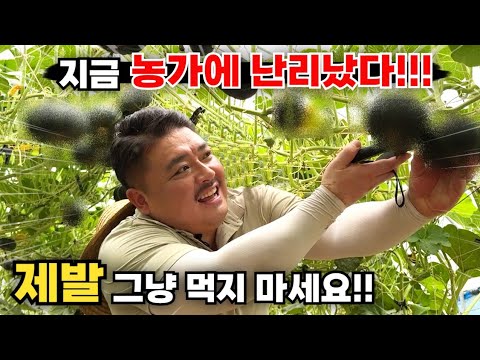 지금 농가에 난리난 이녀석!! 값비싼 영양제 필요없다!!