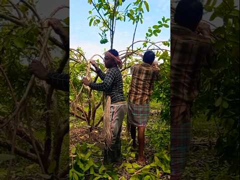 More Flowers, More Fruits! Guava Branch Bending Explained! ๐ณ๐#shorts