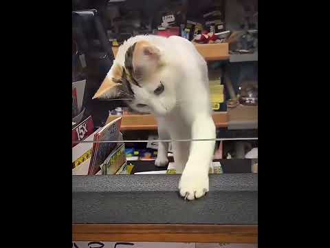 Cats with jobs๐คฏ๐ฅ #edit #phonkagressive