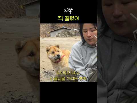 지나가다 뼈 뺏기고 개억울