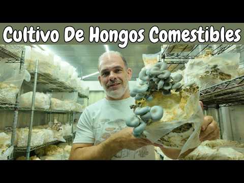 Cultivo Urbano de Hongos: La Historia de un Emprendedor Exitoso 🍄🍄‍🟫