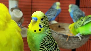 7 hours of relaxing budgie sounds
