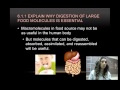 Digestive Processes and Nutrient Utilization