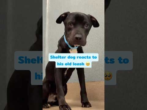 Shelter Dog Gets Scared Seeing His Old Leash, Until This Happens...🥹
