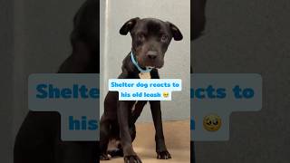 Shelter Dog Gets Scared Seeing His Old Leash, Until This Happens...🥹