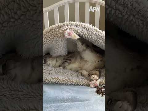 Time for a little cat nap 😹 #afv #cats #funnyvideos #shorts