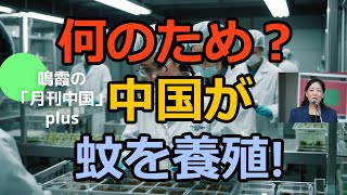 新たな伝染病研究？中国が蚊を養殖！#中国#中国経済#習近平#米中対立#台湾##アメリカ#ロシア