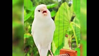 تغريد كناري أبيض لتجهيز الأنثى لتزاوج Canari blanc chantant pour préparer la femelle à l'accoupleme
