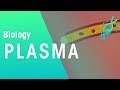 Understanding Blood Plasma