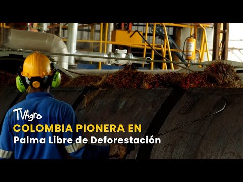 YouTube video thumbnail: Colombia: Pioneer in Deforestation-Free Palm Oil 