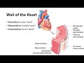 Heart Anatomy and Function Assessment