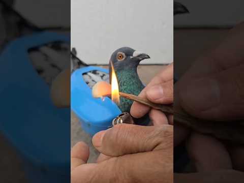 kalapati Treatment #kobutor #pigeon #shorts #birds #kalapati