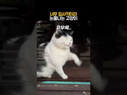 너무 필사적이라 눈물나는 고양이 #동물 #고양이
