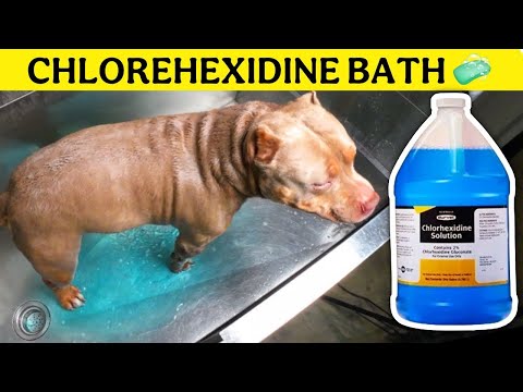 Stop Wasting Money And Time At The Vet For Your Dog's Skin Problems!