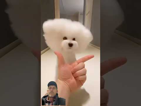 Dogdog dog lover #asmr dog #dog #pets #puppy #cute #doglife #doglover #shorts  #dogshorts #funny