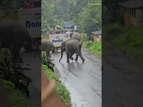 Elephant Attack on Vehicle😱#viralshort #abhimanyu #bhima #wildlife #elephant
