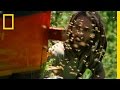 Bee Swarm Capture and Behavior