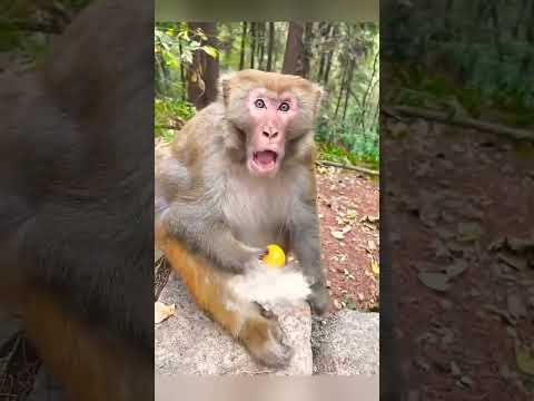 😱MAYMUN NEYE UGRADIGİNI ŞAŞIRDI😱