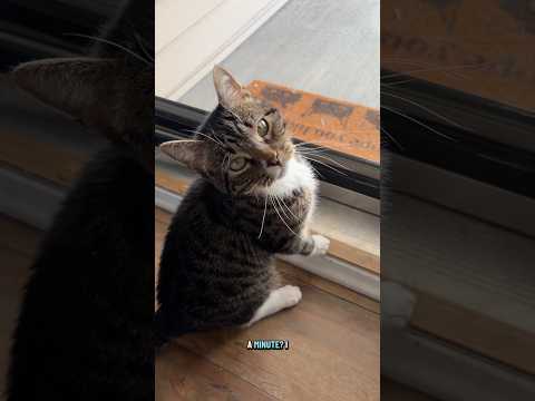 I canโt say no to that face๐ญ๐ #miketv #mikey #dwarfcat