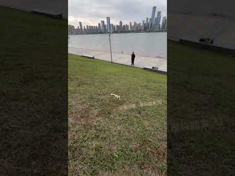 Tiny Gliders, Big Jumps! Adorable Sugar Glider Flight Practice #cute #animals #funny