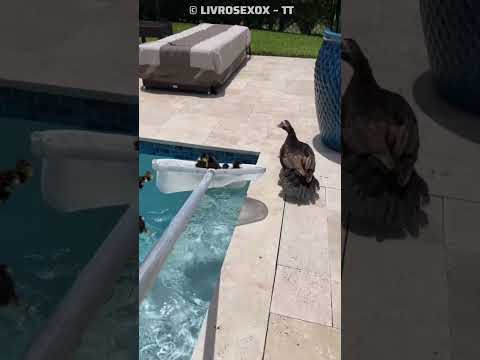 duck 🦆 #philippines #usa