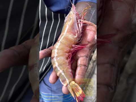 Tiger prawn #shorts #telugu #asmr #satisfying #foodbadger #chennaifood #telugufoodreview #prawn