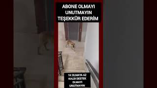 Hanimiş benim tatlişim #keşfet #viral #köpek