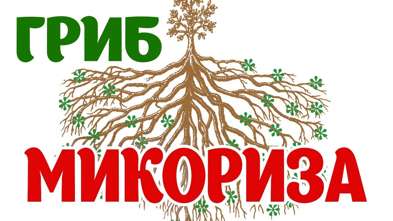 Микориза. Повышаем урожайность. Невероятная польза Микоризы