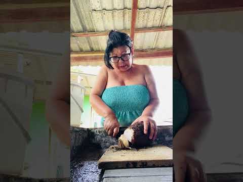Limpiando este tuberculo para comerlo en el lunch 🥗 # malanga se llama.