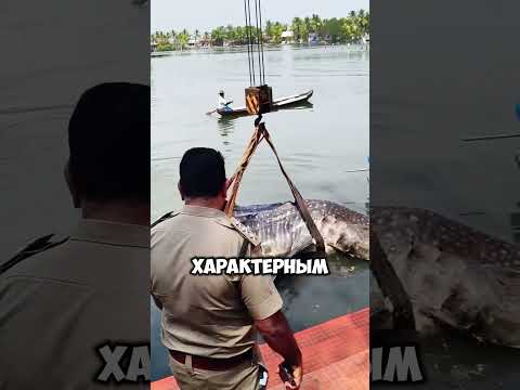 Самая большая и опасная рыба в мире 🤯