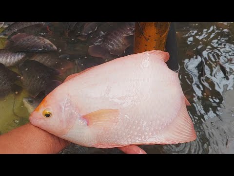 Giant Gourami Albino half Kilo Bilis lang Lumaki