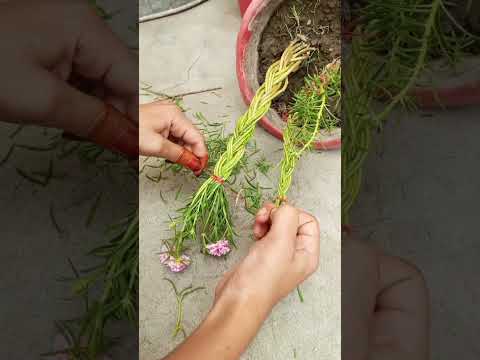 Mossrose bonsai 🍁......#trending #gardern #youtubeshorts #flowers #bonsai