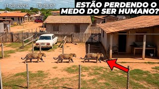 O QUE ESTÁ ACONTECENDO COM AS ONÇAS DO BRASIL?