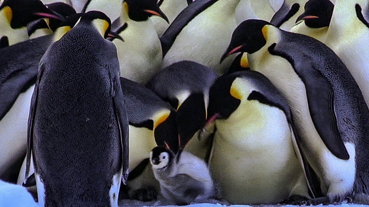 Bereaved Penguins Attempt to Kidnap Young Chicks BBC Earth