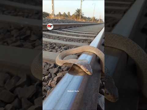This is Why snakes are attracted to train tracks