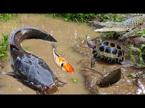 Mancing ikan lele besar dalam lubang ada banyak ikan hias, belut, kura kura, ikan gabus, gurame