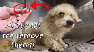 No One Could Touch This Dog, Until the Groomer Found Out Why 🥹