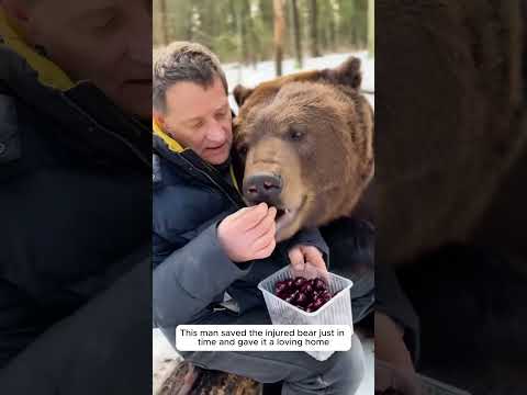 A family kind rescued the injured bear in time and gave it a warm home. #animals #rescue #pets