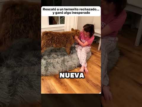 Rescató a un ternerito rechazado… y ganó algo inesperado #animales #animals
