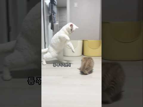 아직 한대도 안맞은 아기 고양이