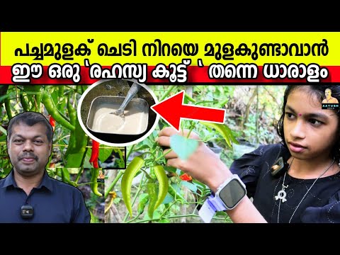 പച്ചമുളക് ചെടി നിറയെ മുളക് ഉണ്ടാവാൻ ഈ "രഹസ്യ കൂട്ട് " തന്നെ ധാരാളം |  Pacha  Mulaku Krishi Tips