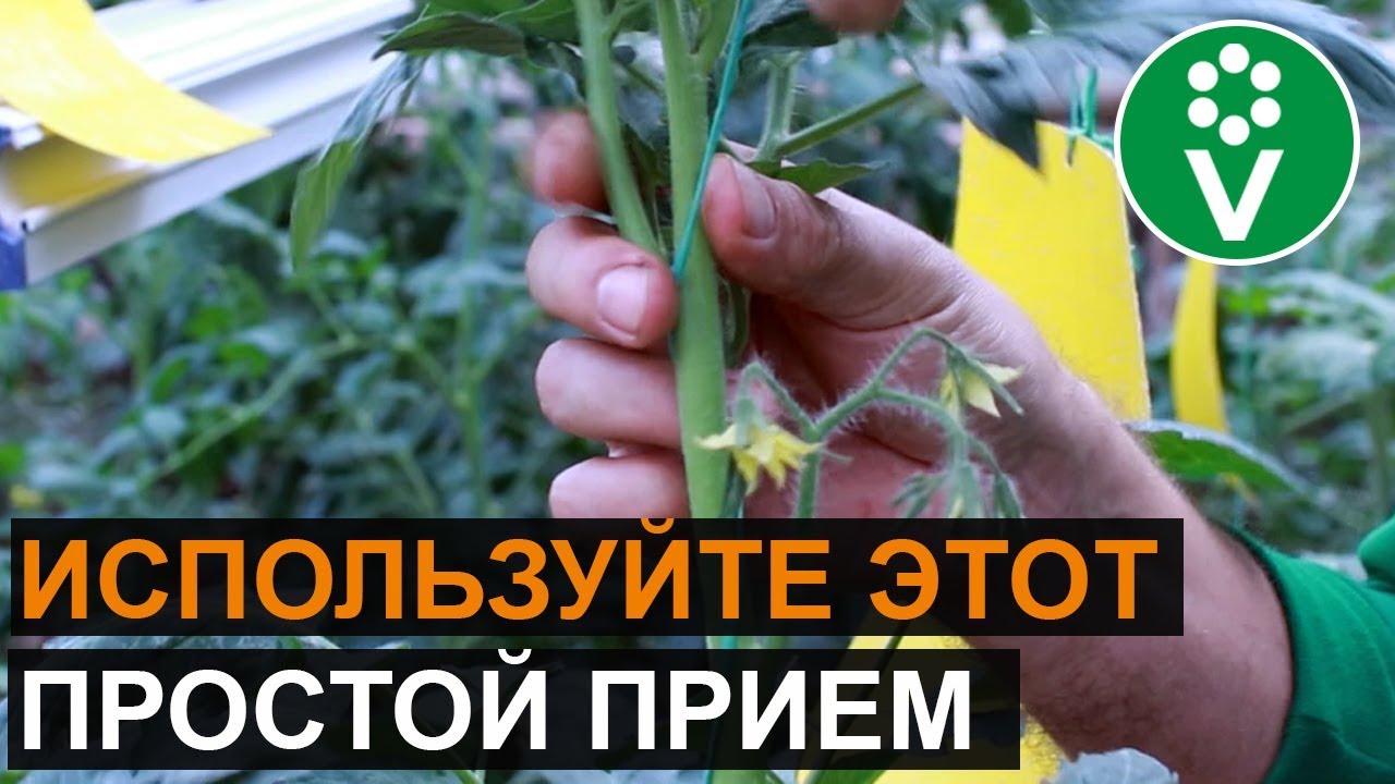 Подвяжите томаты так в конце сезона! Это остановит их рост и ускорит созревание плодов
