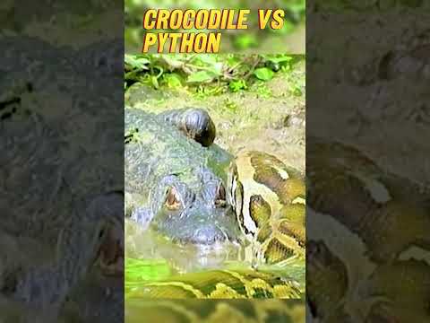 crocodile vs python #shorts #crocodiles #pyton